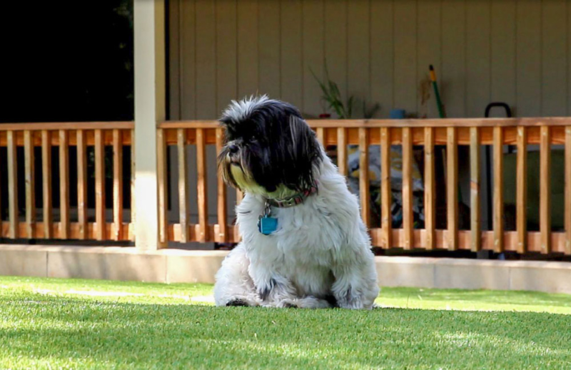 Golden Vale Synthetic Turf®